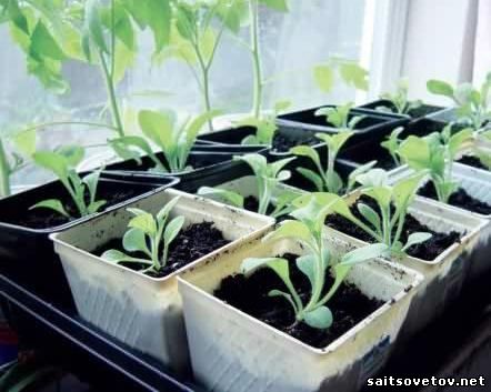 Выращивание растений из семян