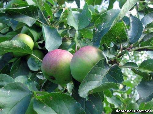Летние сорта яблонь - Яндыковское, фото
