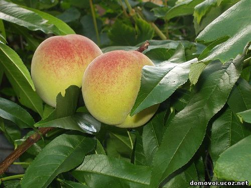 Персик плоды