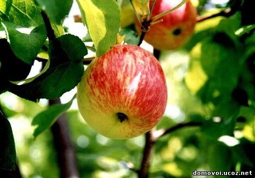 Летние сорта яблонь- Боровинка, фото