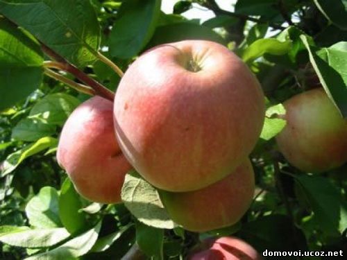 Летние сорта яблонь - Июльское Черненко, фото
