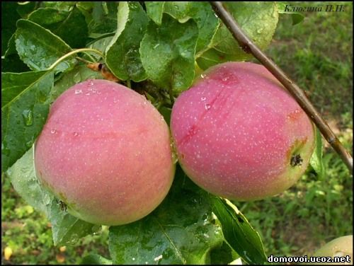 Летние сорта яблонь - Квинти, фото