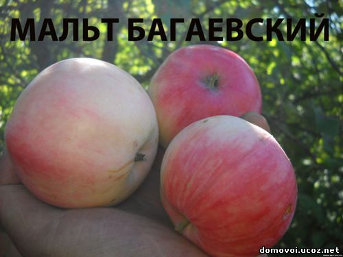 Летние сорта яблонь - Мальт Багаевский, фото
