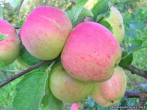 Летние сорта яблонь - Мельба, фото