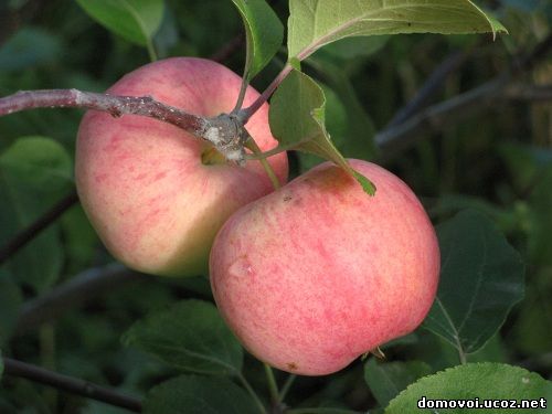 Летние сорта яблонь - Превосходное Розовое, фото