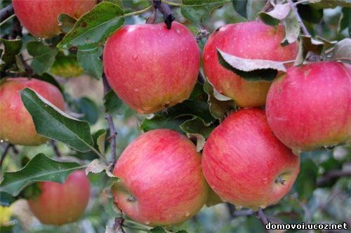 Летние сорта яблонь - Слава Победителям, фото