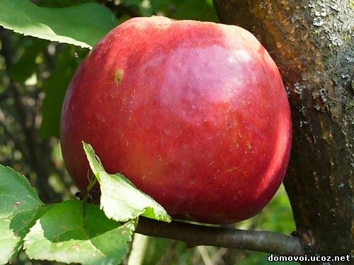 Летние сорта яблонь - Жигулевское, фото