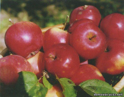Осенние сорта яблонь - Анис алый, фото