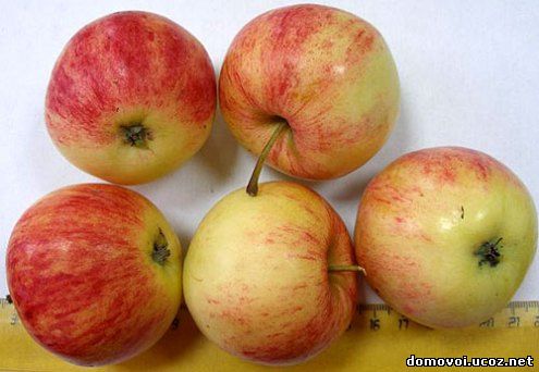 Осенние сорта яблонь - Ани розово-полосатый, фото