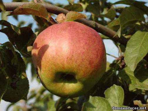 Осенние сорта яблонь - Малыченковское, фото