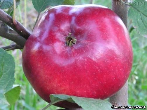 Осенние сорта яблонь - Мекинтош, фото