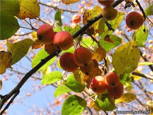 Осенние сорта яблонь - Пепин Литовский, фото