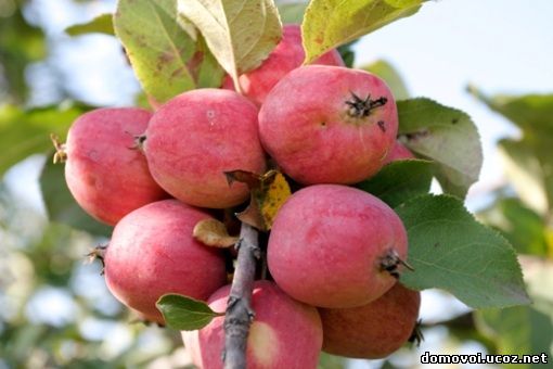 Осенние сорта яблонь - Пепин Шафранный, фото