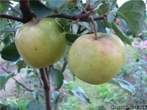 Осенние сорта яблонь - Ренет Золотой, фото