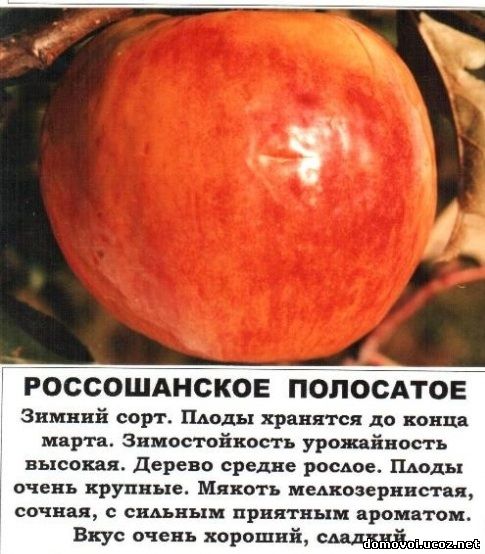Осенние сорта яблонь - Россошанское Полосатое, фото