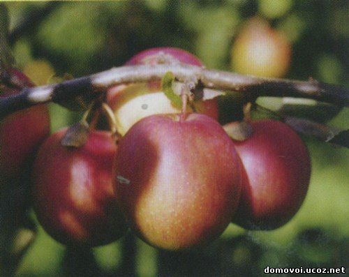 Осенние сорта яблонь - Шафран Саратовский, фото