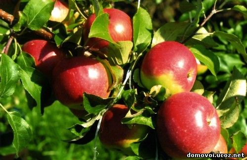 Осенние сорта яблонь - Уэлси, фото
