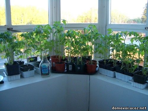 Технология выращивания томатов